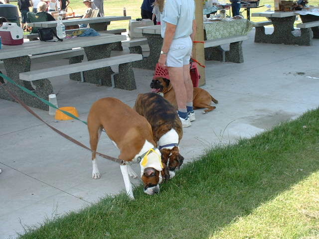 Boxer Picnic in Langley