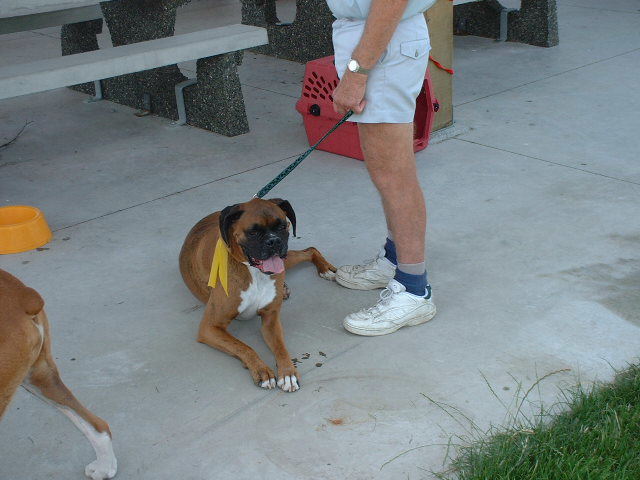 Boxer Picnic in Langley