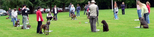 Boxer Picnic June 12, 2005
