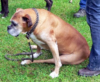 Boxer Picnic June 12, 2005