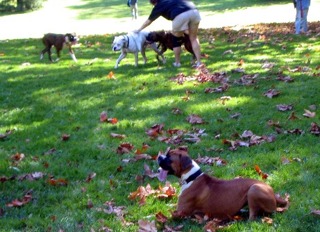 Boxer Picnic Oct 03/04
