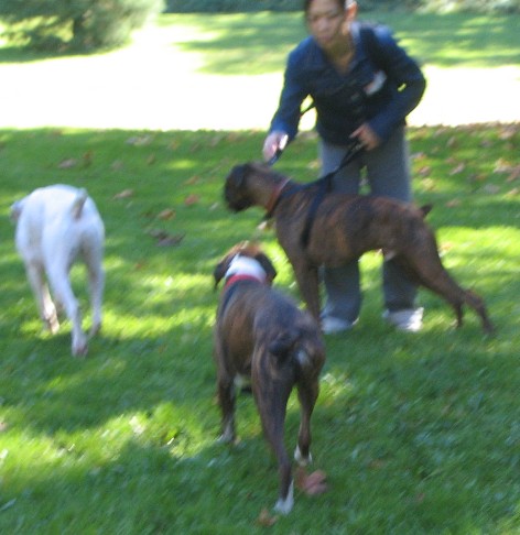 Boxer Picnic Oct 3/04