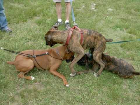 Boxer Pile-up