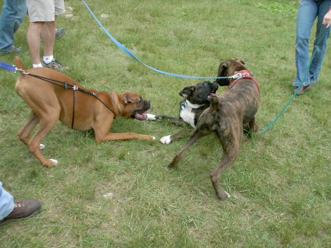 Boxer Pile-Up