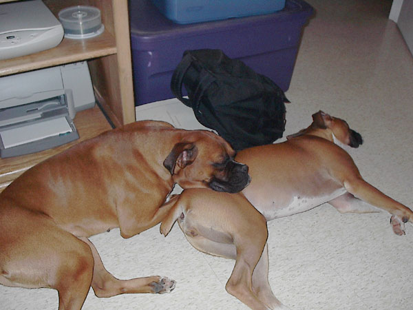 Boxer Pillow