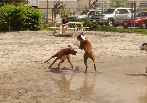 Boxer Play