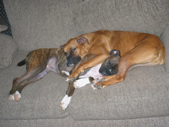 Boxer Pretzel...