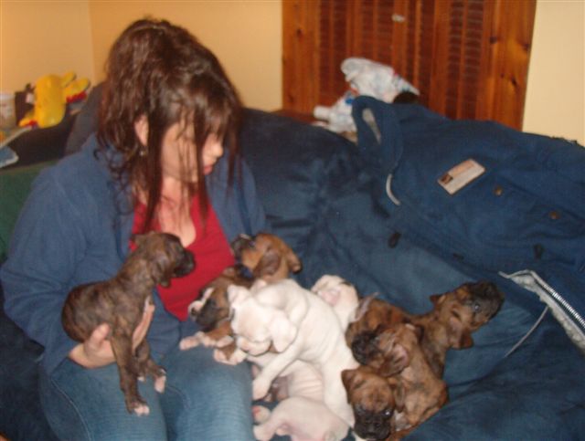Boxer Puppy Heaven!