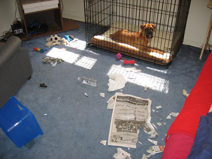 Boxer Puppy Party!!!!!!!!