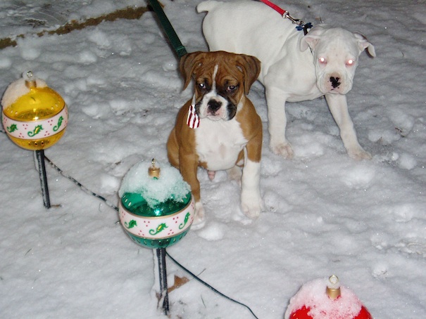 boxer pups in snow