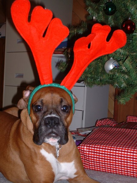Boxer Reindeer