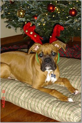 boxer reindeer