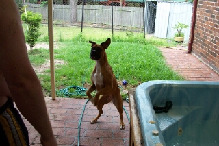 boxer - roo