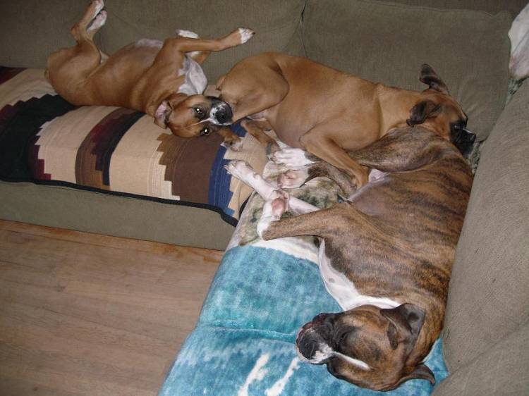 Boxer Sandwich