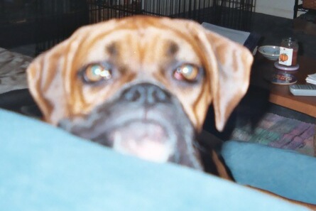 Boxer Sigh