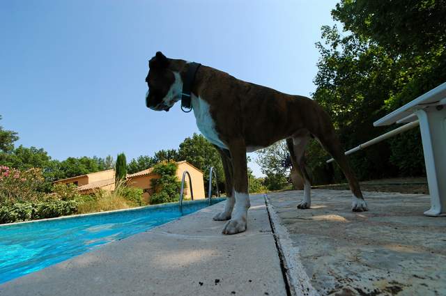 Boxer silhouette