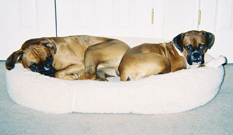 Boxer Sitting