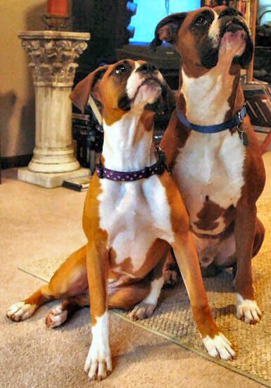Boxer Statues