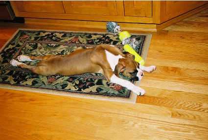 Boxer stretch