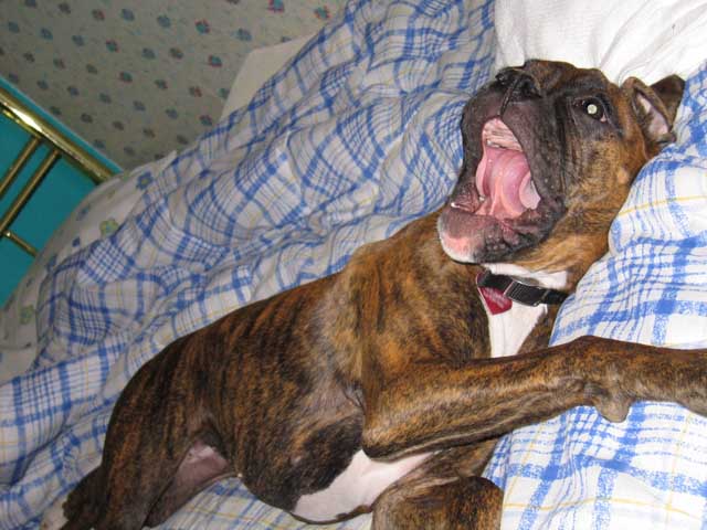 Boxer Talk