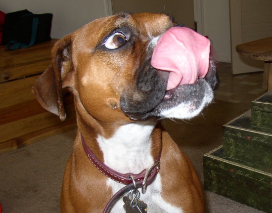 Boxer Tongue