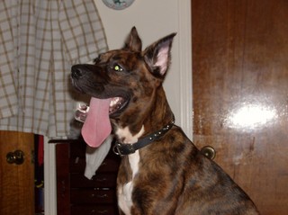 Boxer Tongue