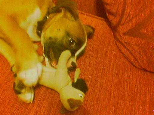 boxer with a boxer in mouth!