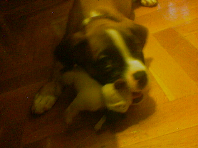 boxer with a boxer in mouth!