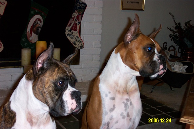Boxer xmas stockings 2006
