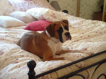 boxer0
