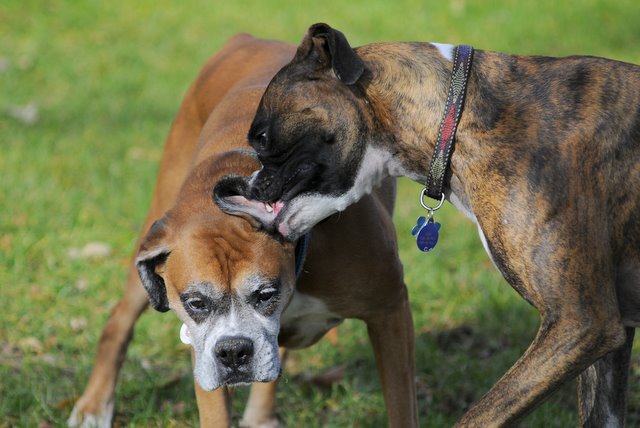 boxer005