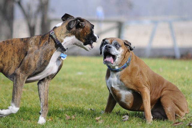 boxer008