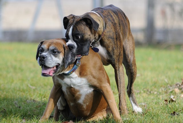 boxer011