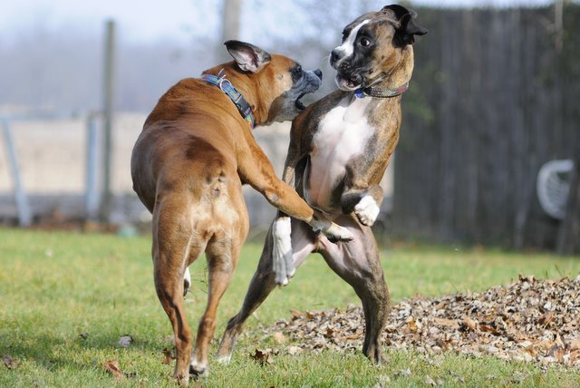 boxer012