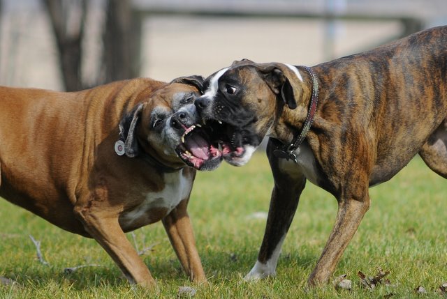 boxer021