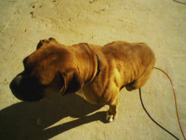 boxer2