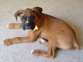 boxer5