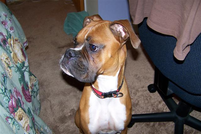 boxer_001_Small_