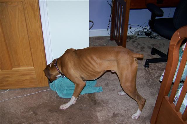 boxer_002_Small_