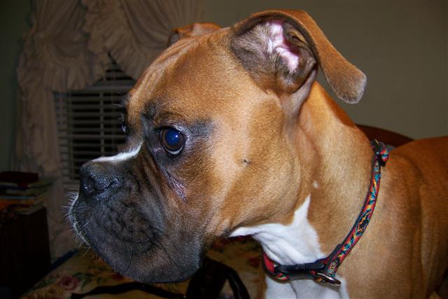 boxer_006_Small_