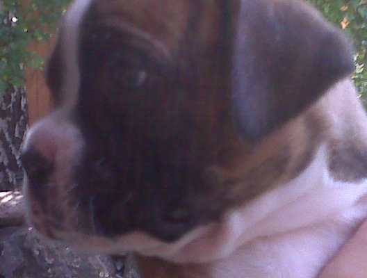 boxer_baby1