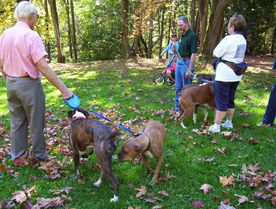 Boxer_gathering3