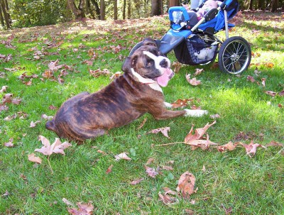 Boxer_gathering4