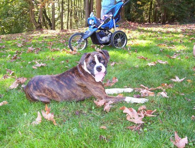 Boxer_gathering5