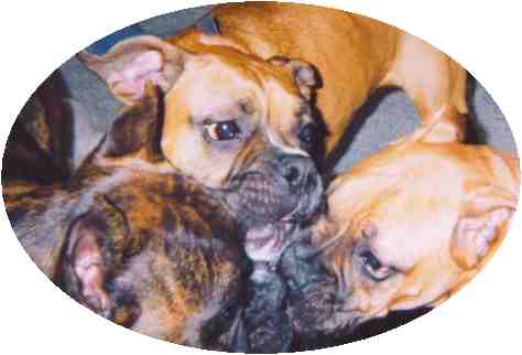 Boxer_kisses