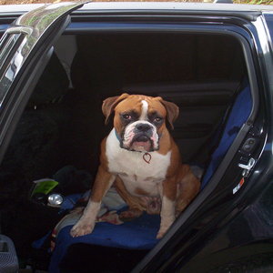 BOXER_PALS