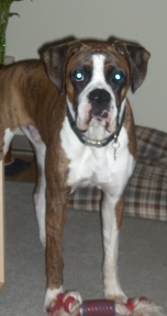 boxerboard