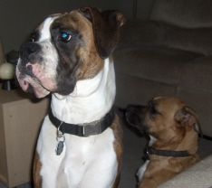 boxerboard2