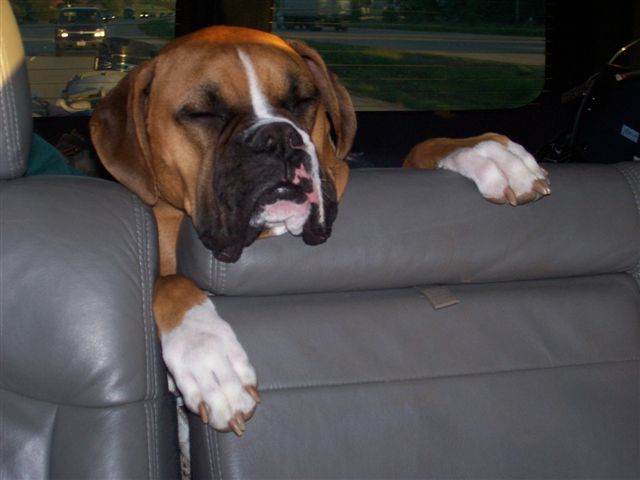 Boxerhead '06