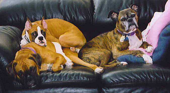 BOXERPILE!